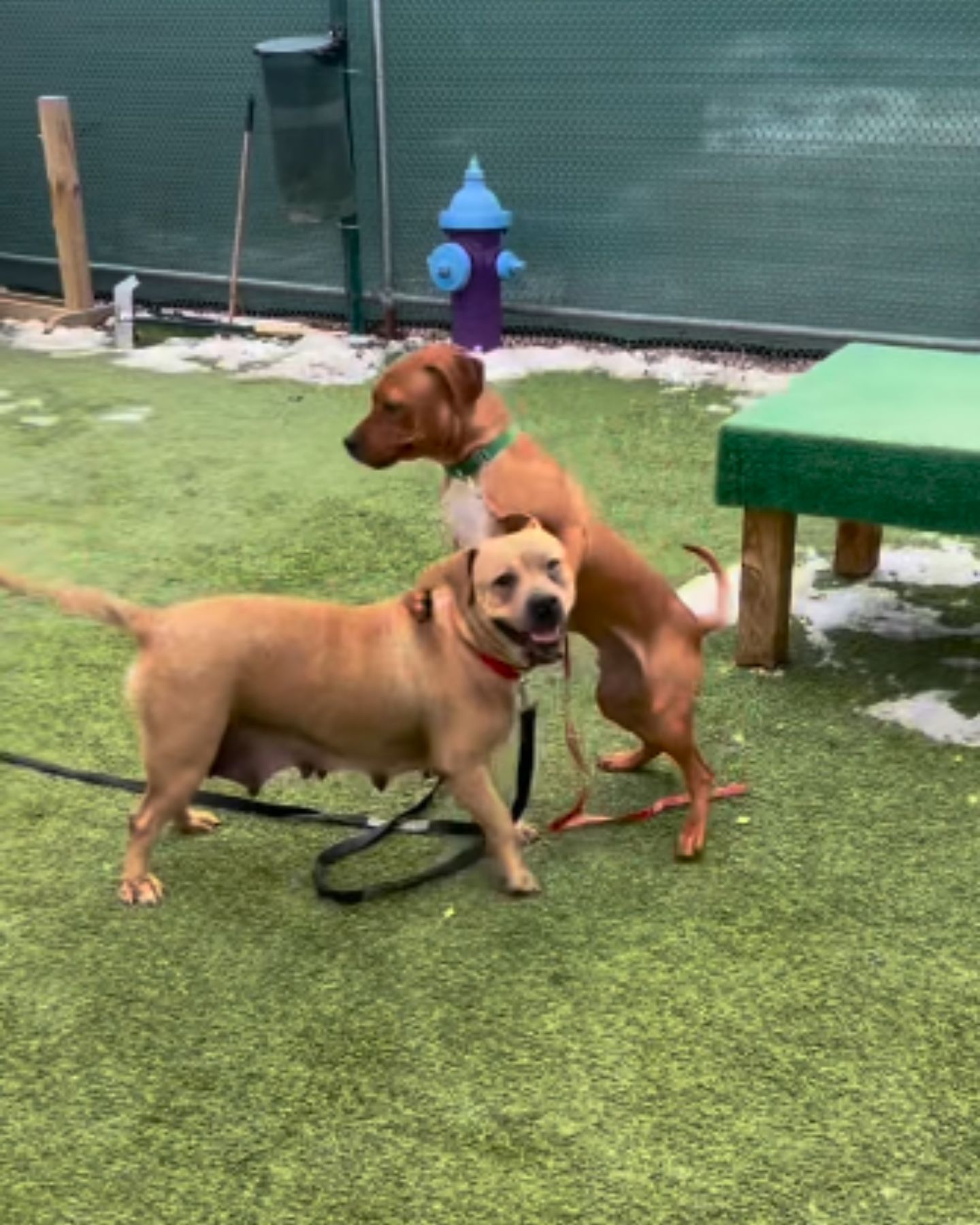 sweet brown dogs
