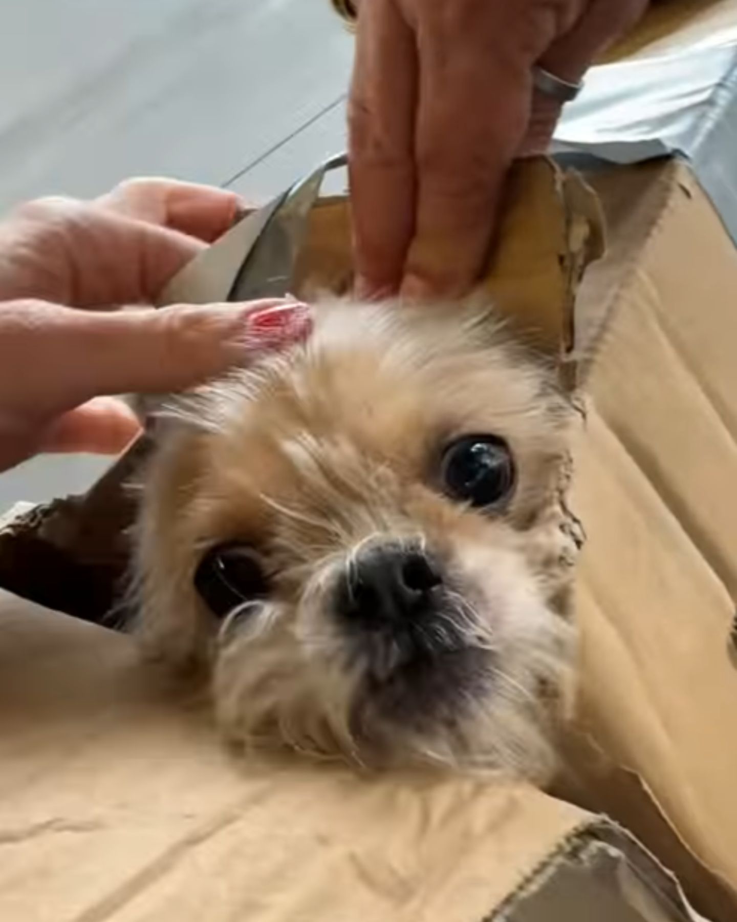 sweet dog in box