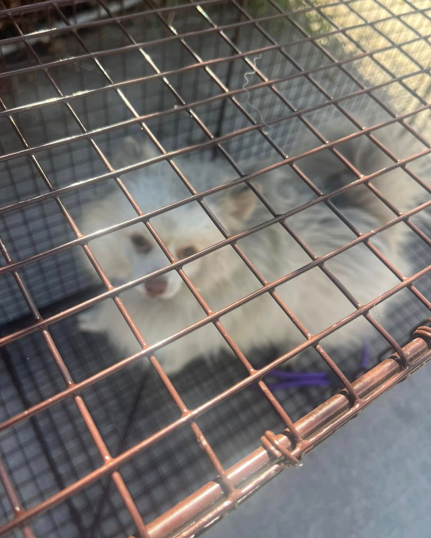 sweet dog in cage