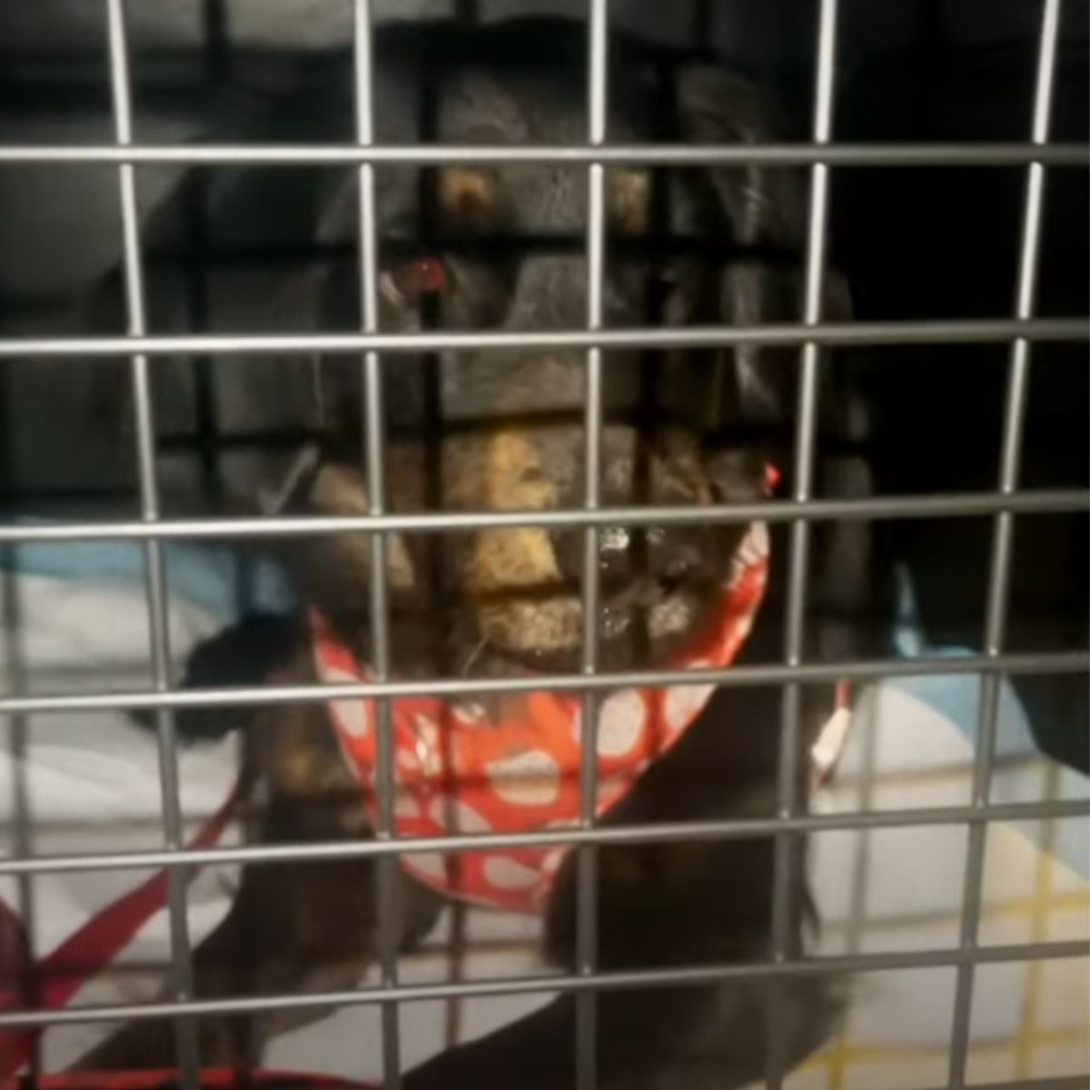 sweet dog in crate