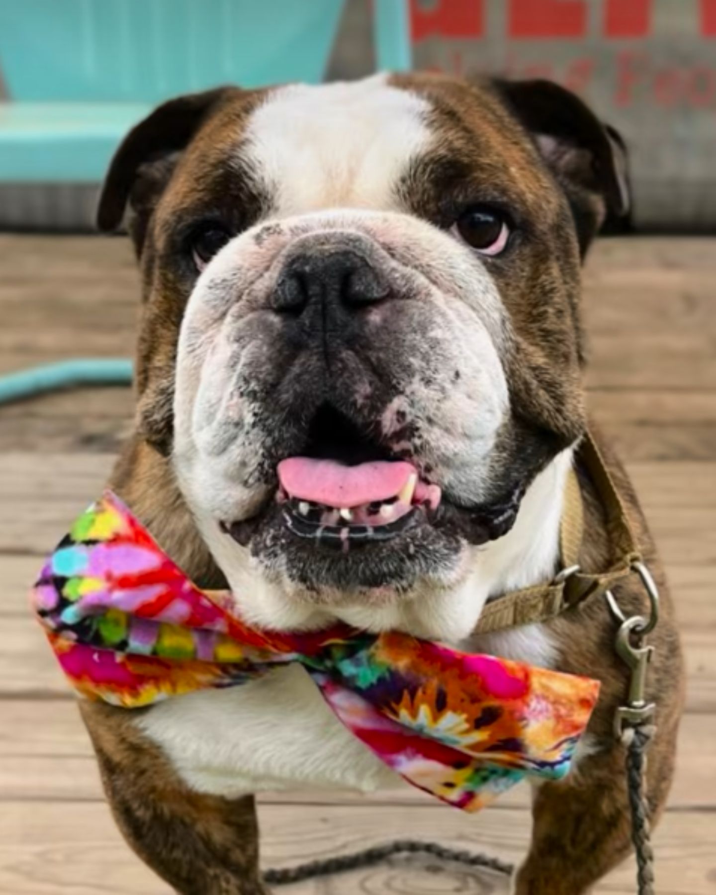 sweet dog