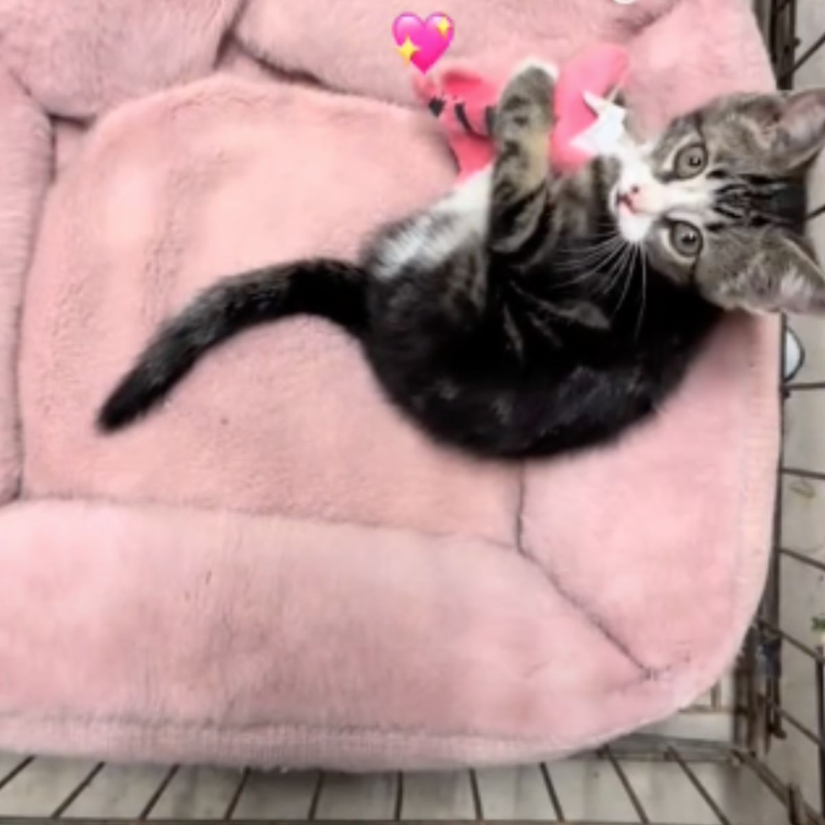 sweet domestic kitten