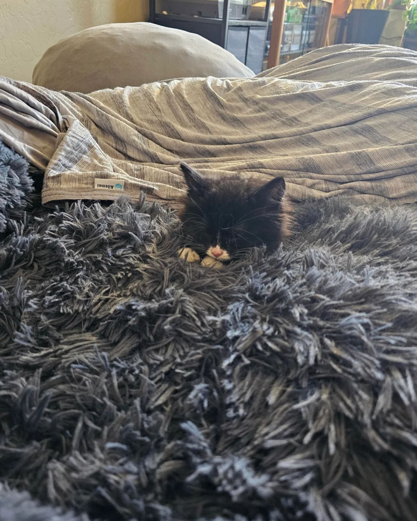 sweet kitten sleeping
