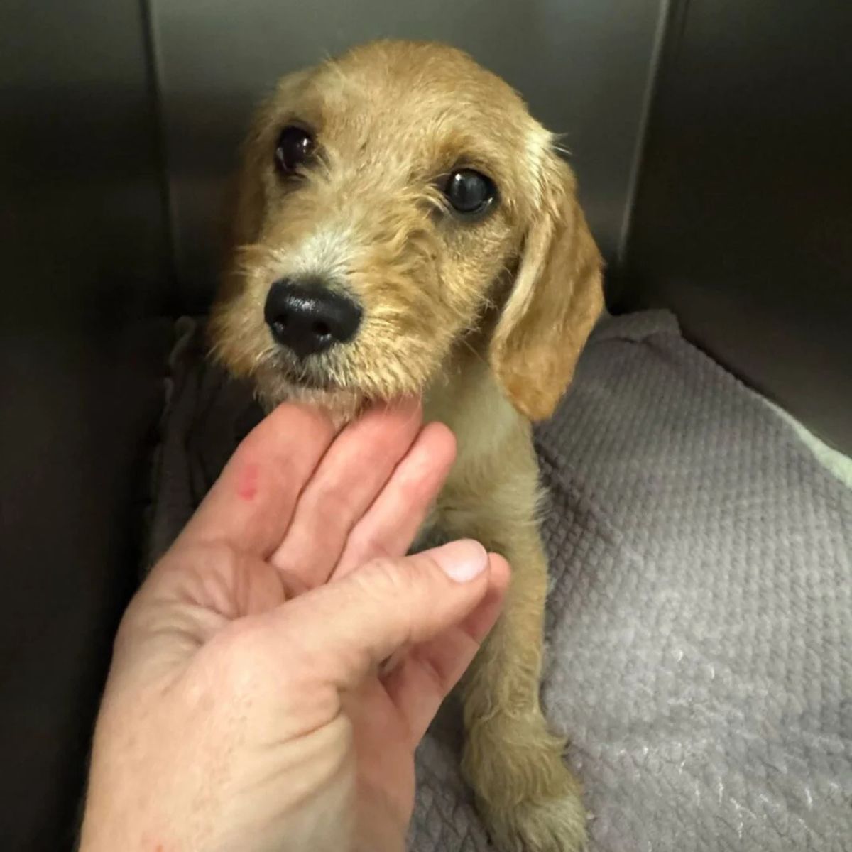 sweet puppy