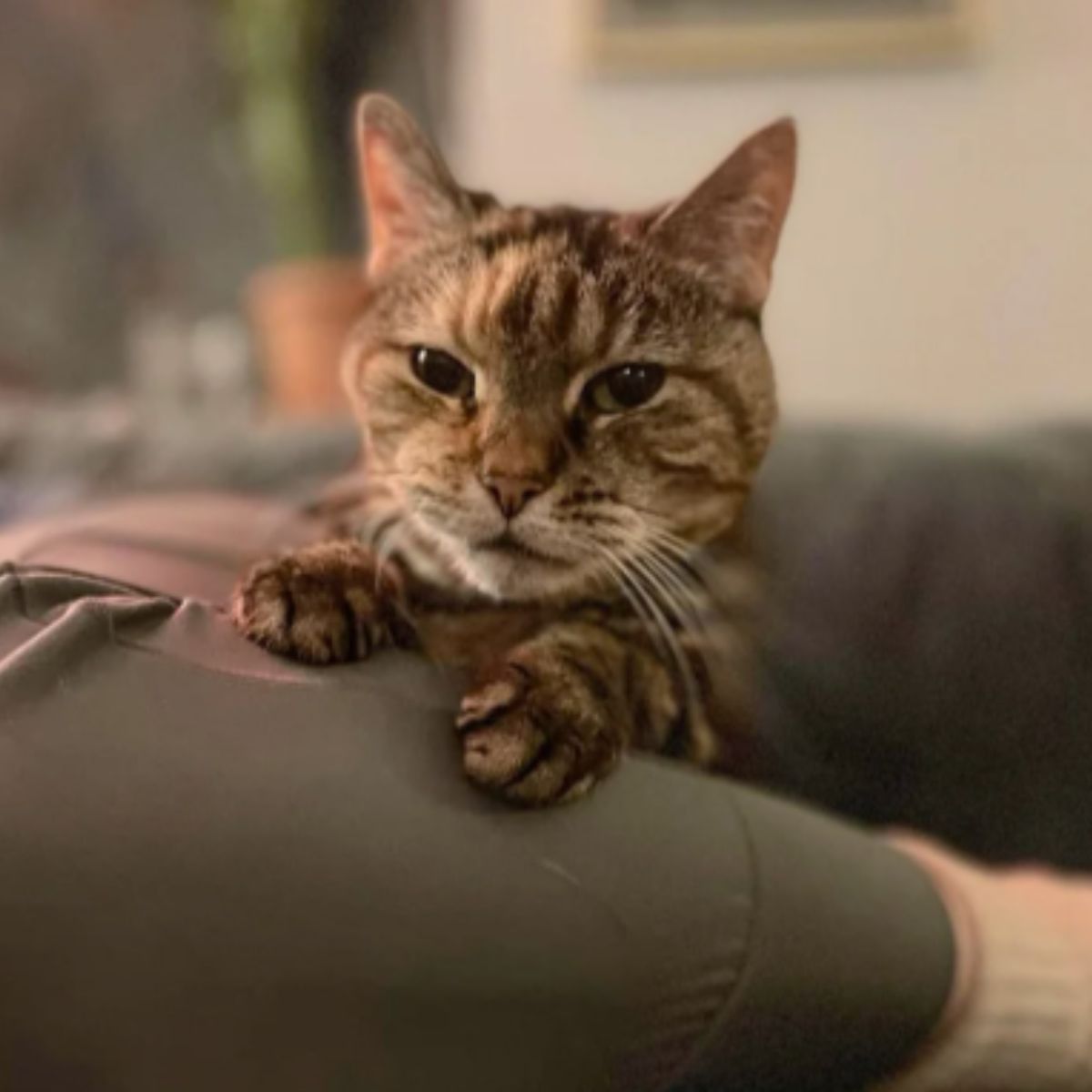 sweet tiny cat