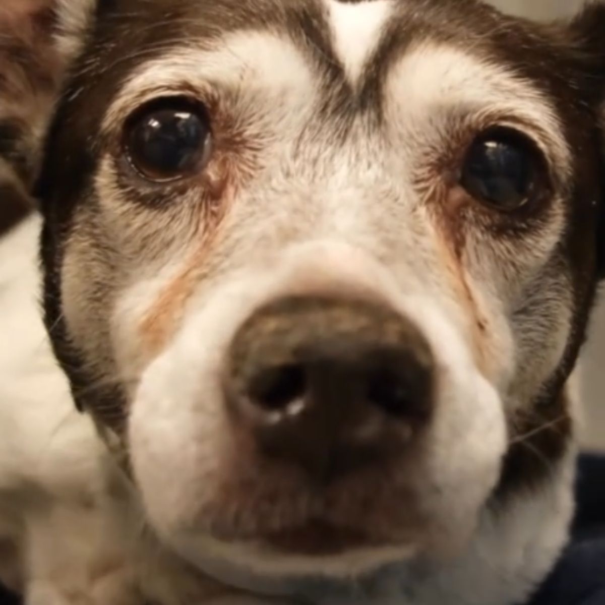sweet tiny dog