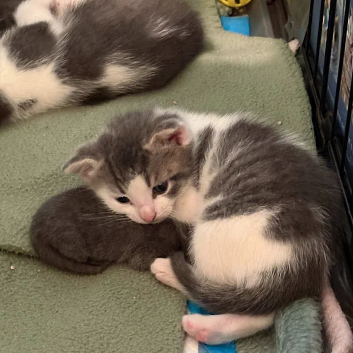 sweet tiny kittens