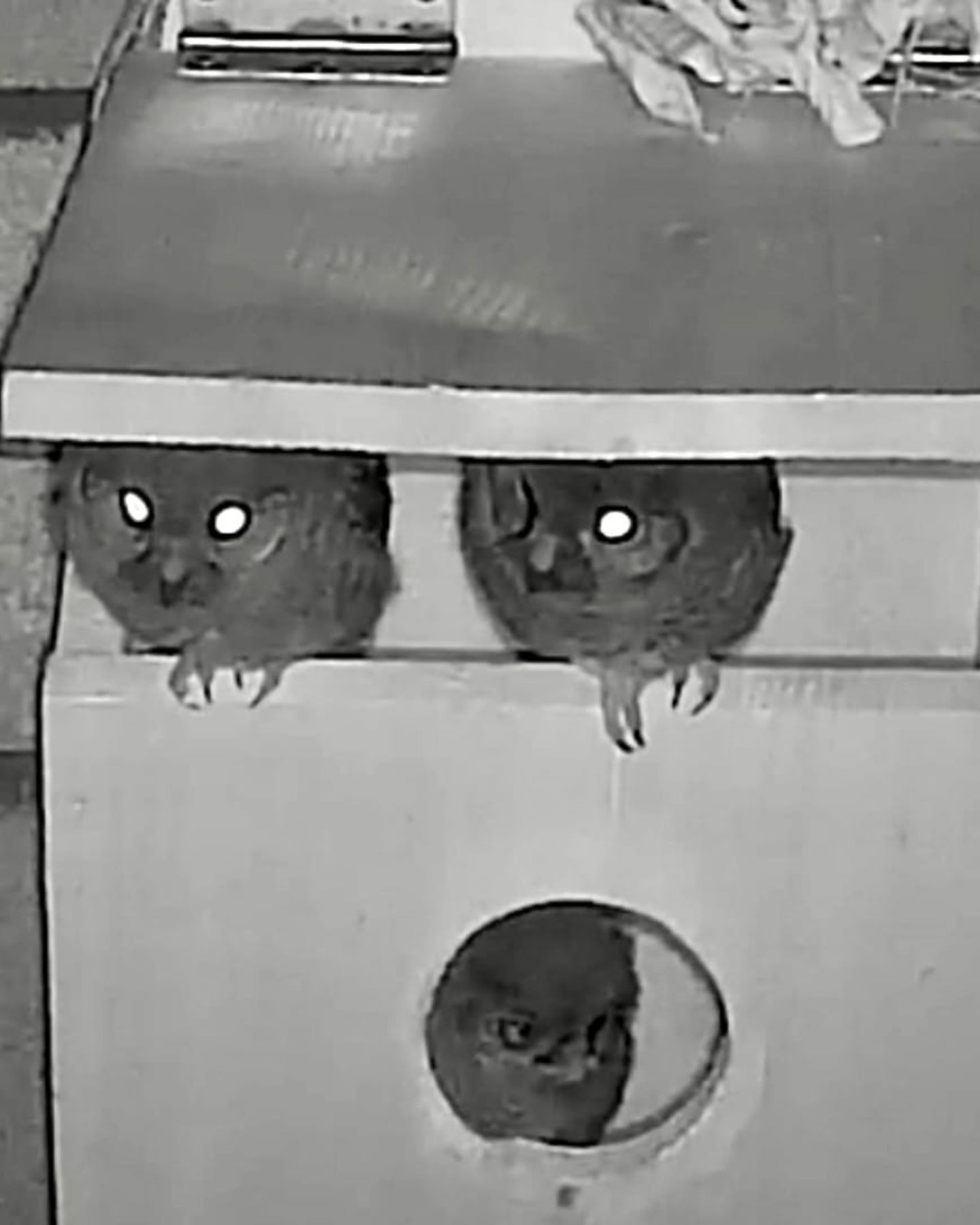 sweet tiny owls