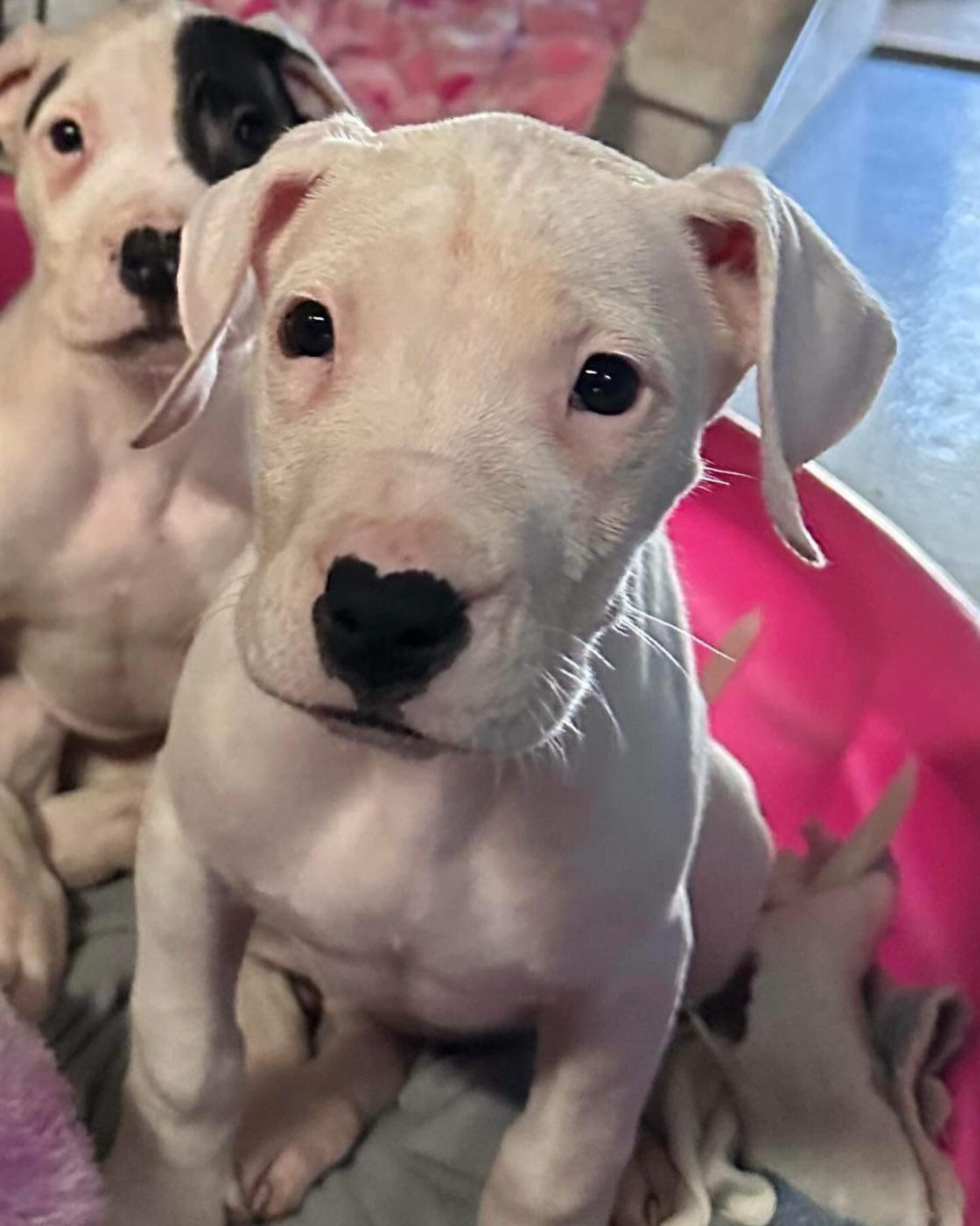 sweet white puppies