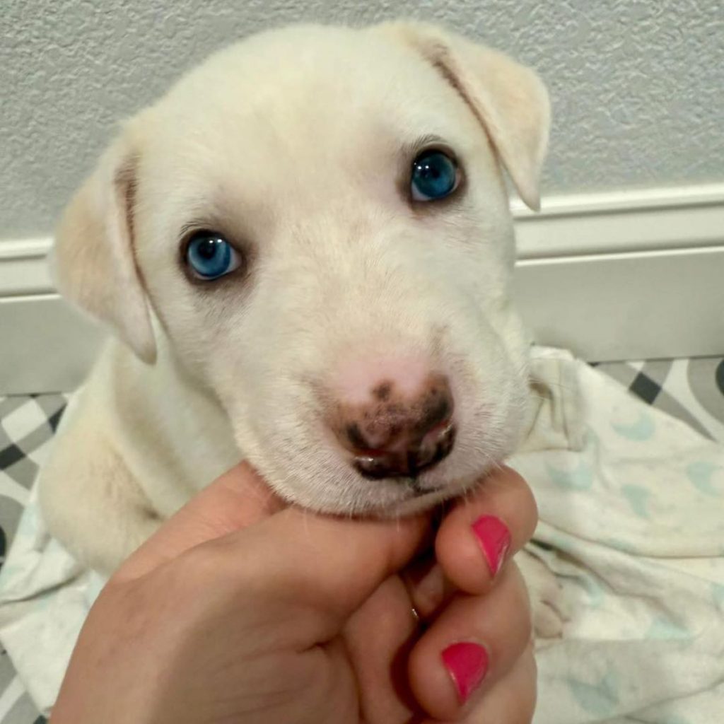 sweet white puppy