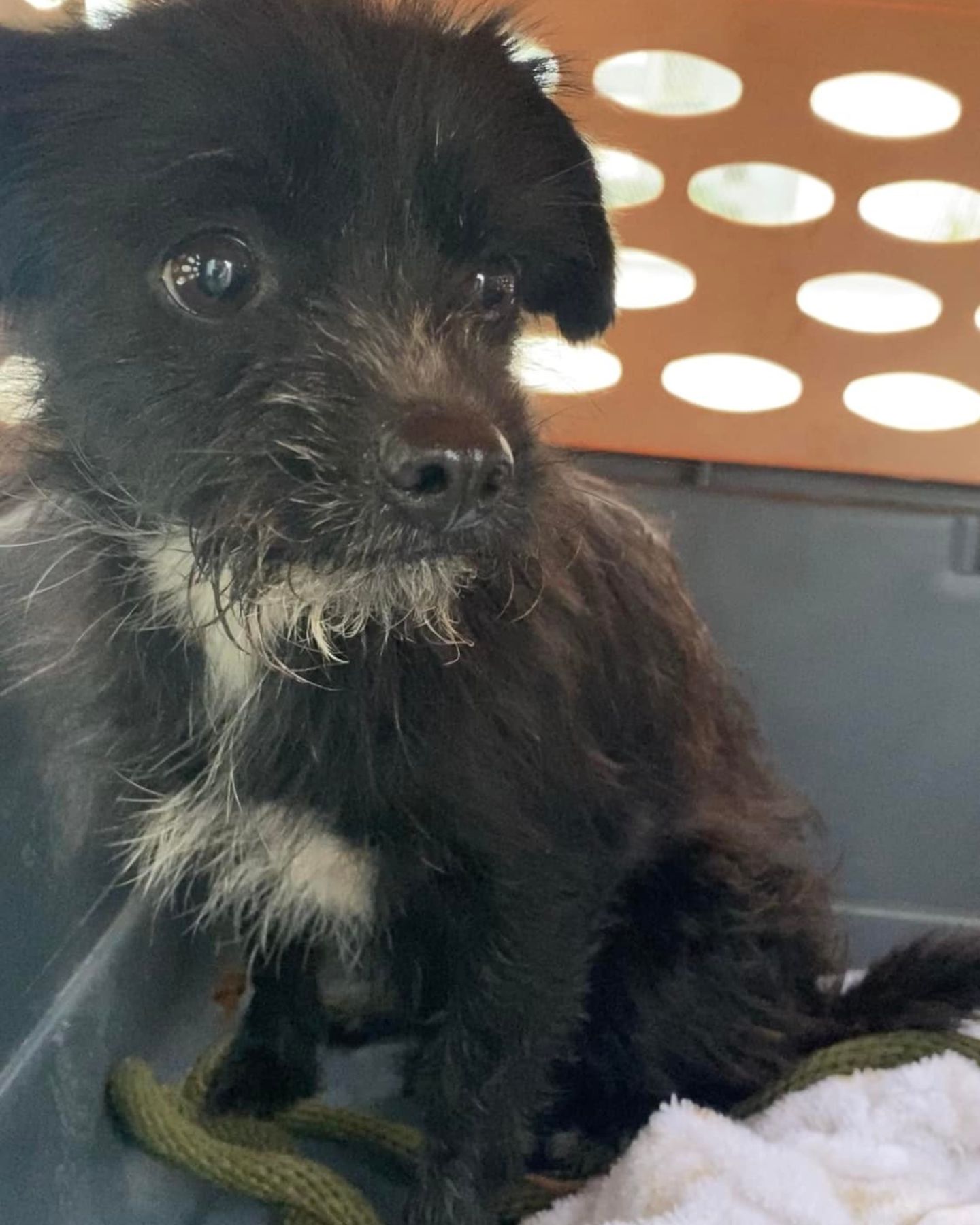 tiny black dog