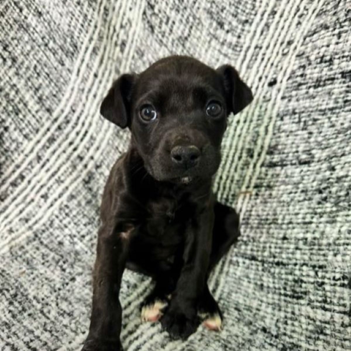 tiny black puppy