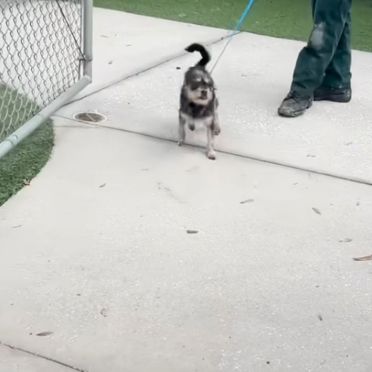 tiny dog on a leash