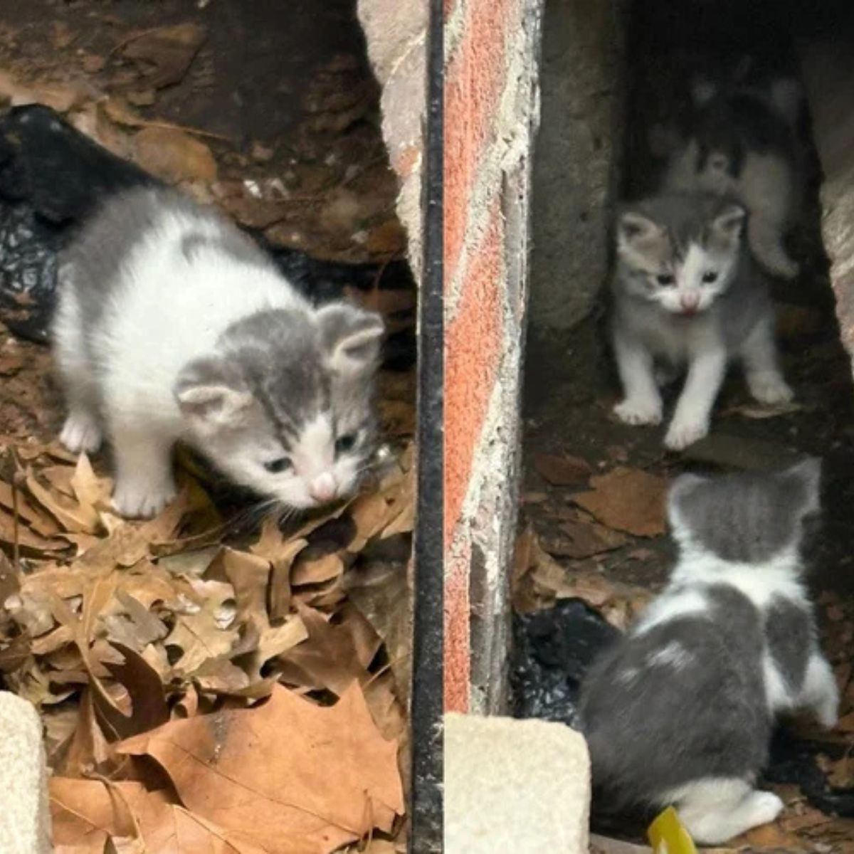 tiny kittens