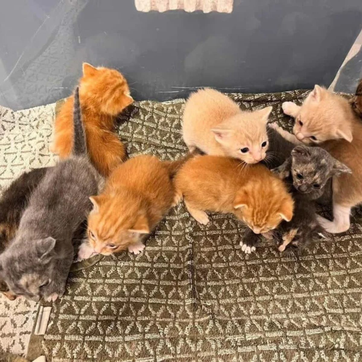 tiny kittens