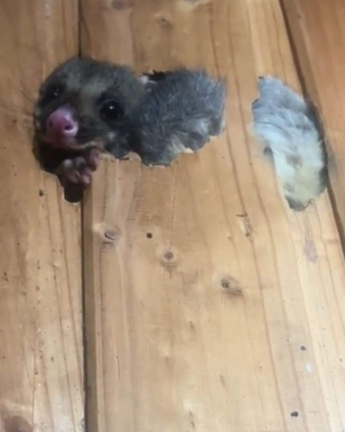 tiny possum behind wall