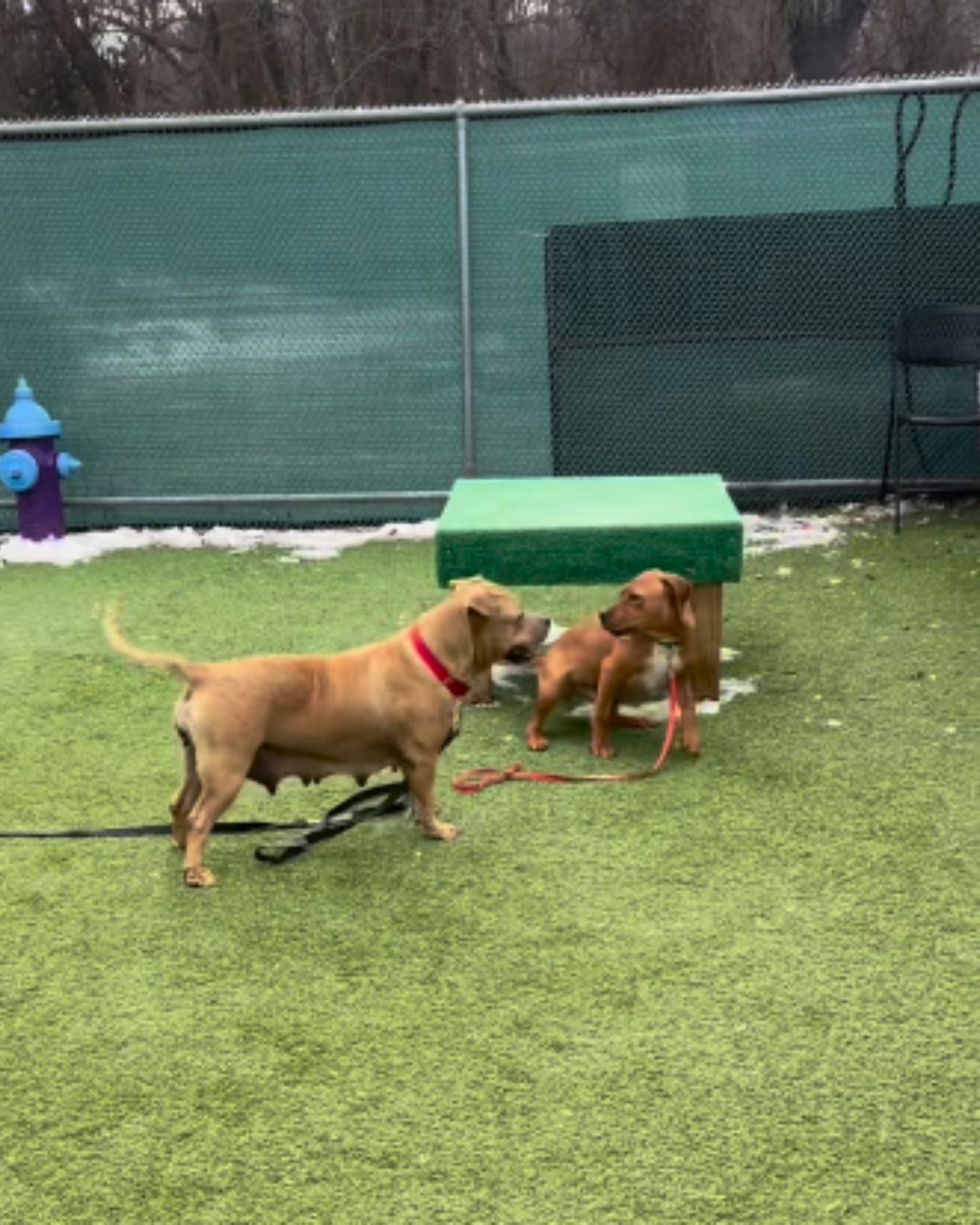 two brown dogs