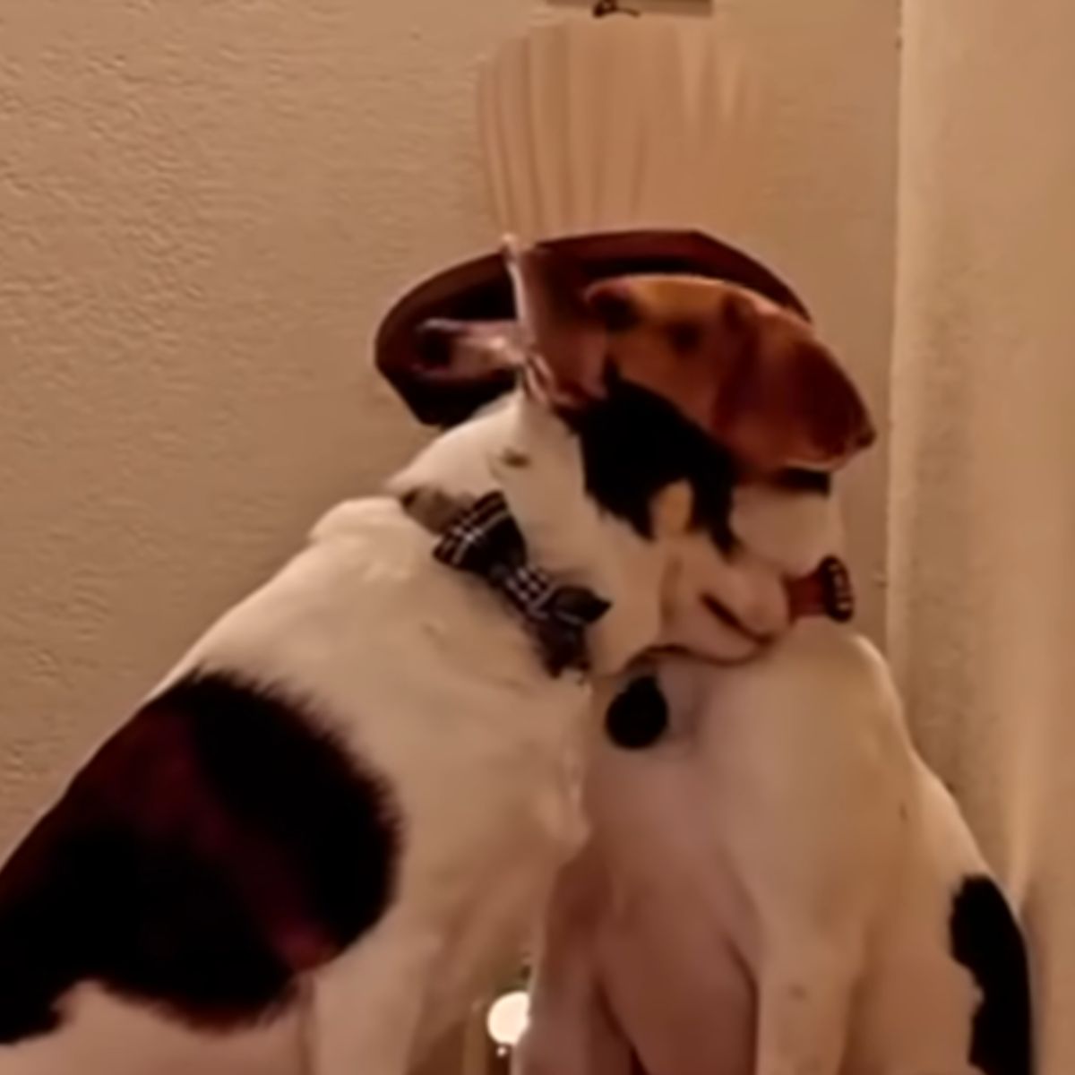 two cute dogs