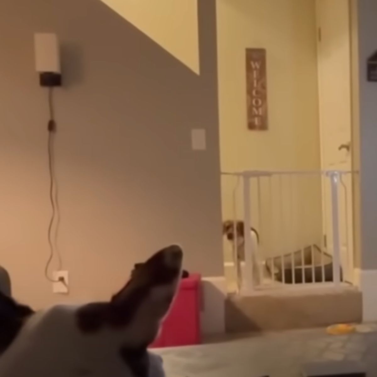 two dogs in house