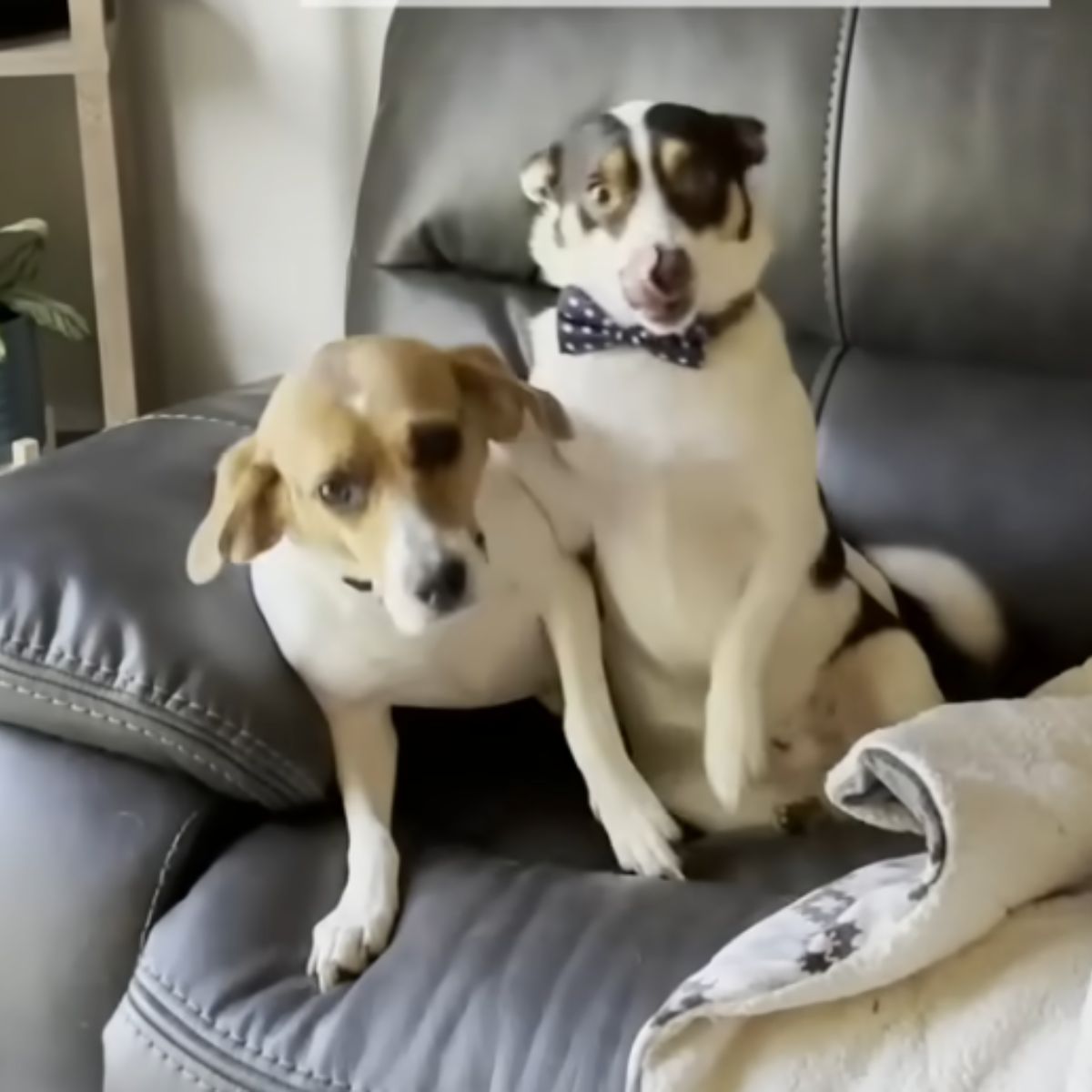 two dogs on couch