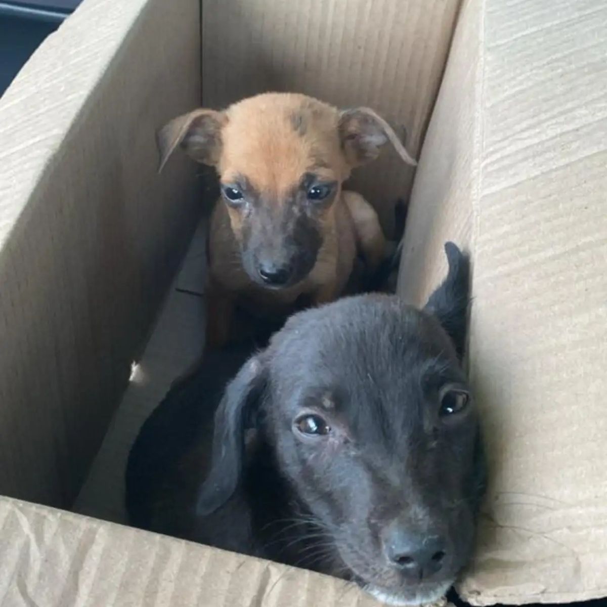 two puppies in box