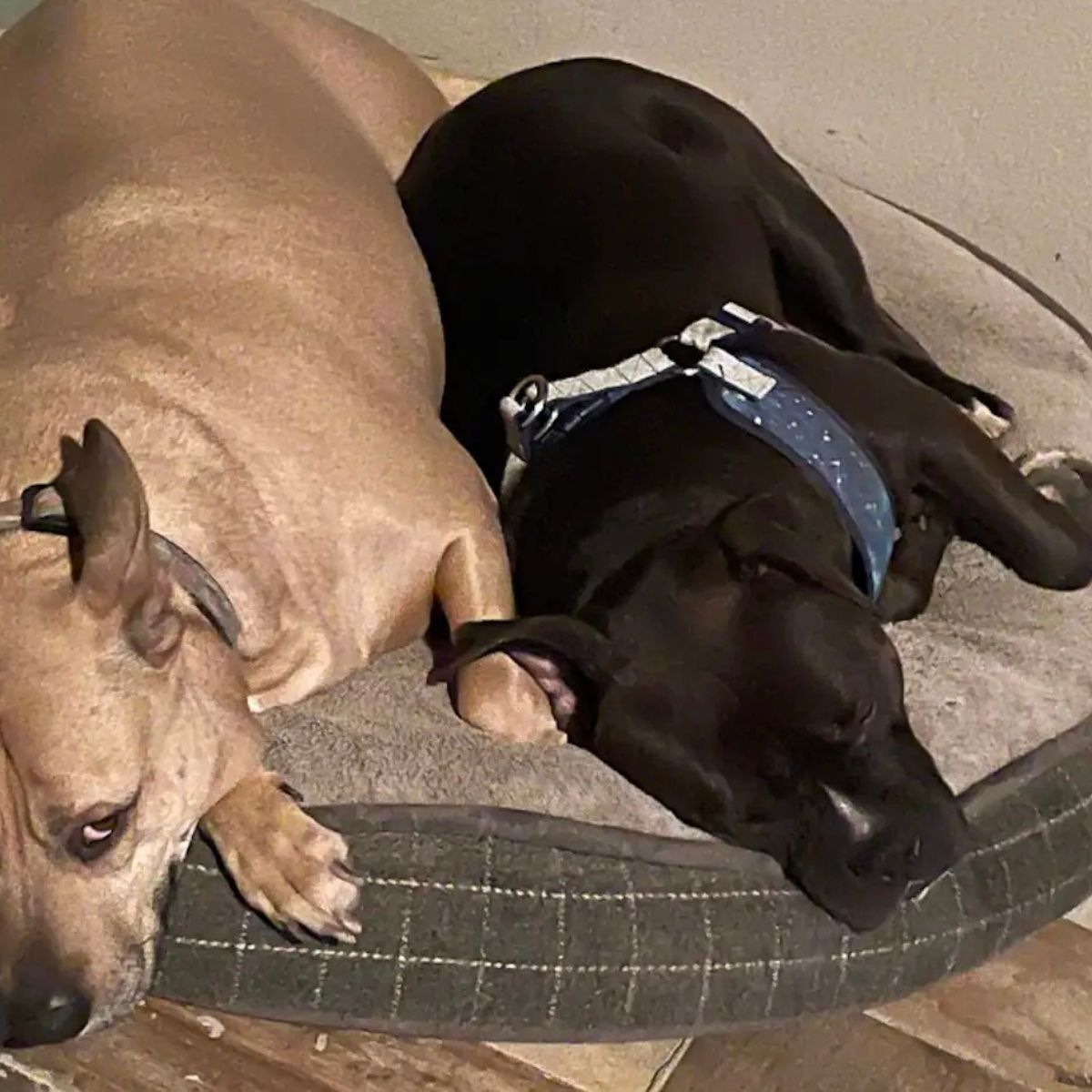two senior dogs laying down