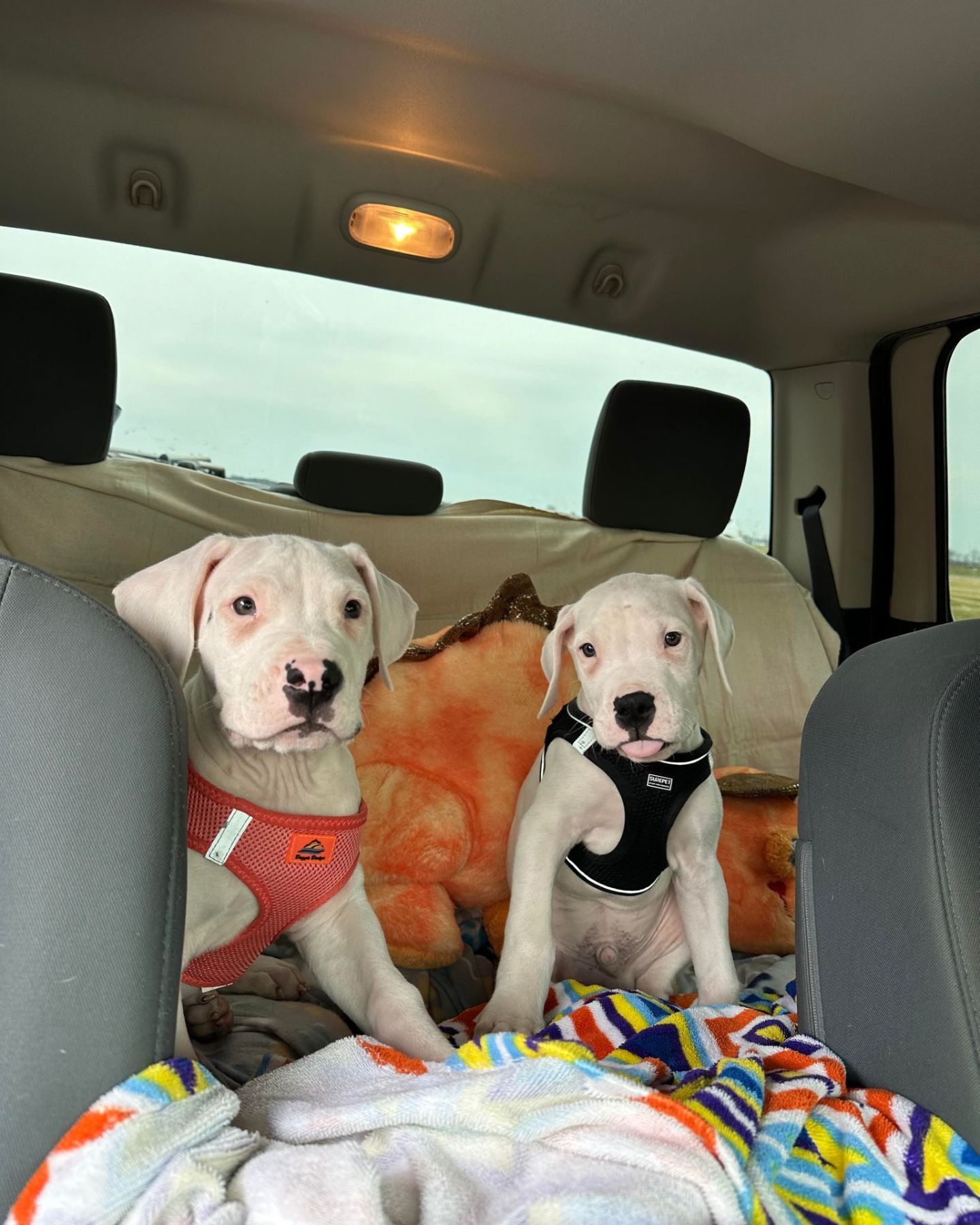 two white puppies in car