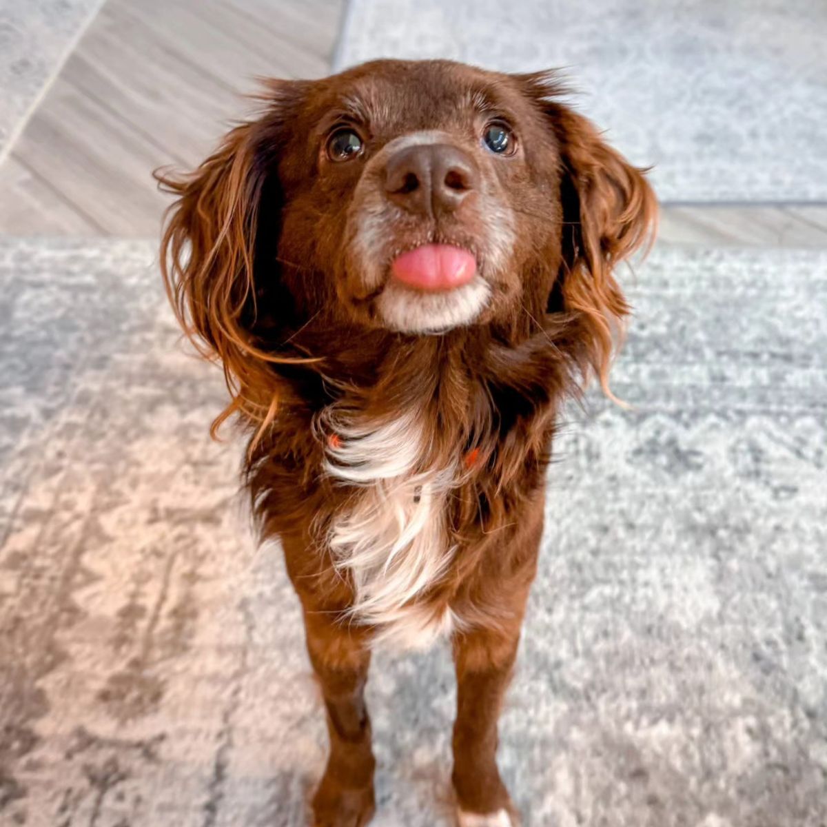 very beautiful brown dog