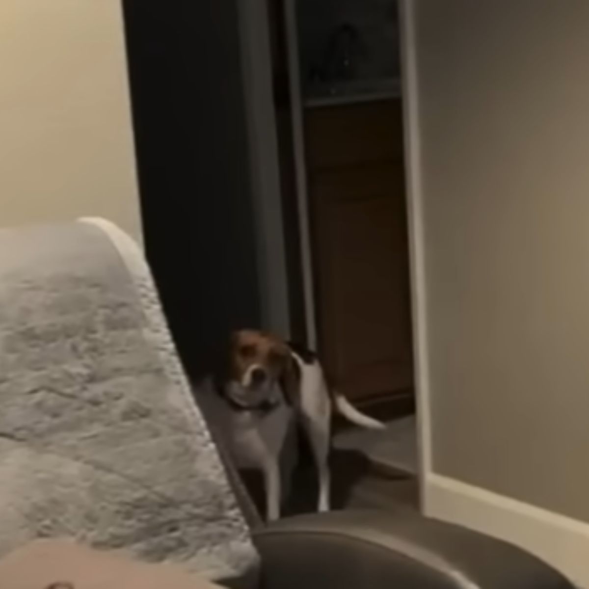 very beautiful dog in house