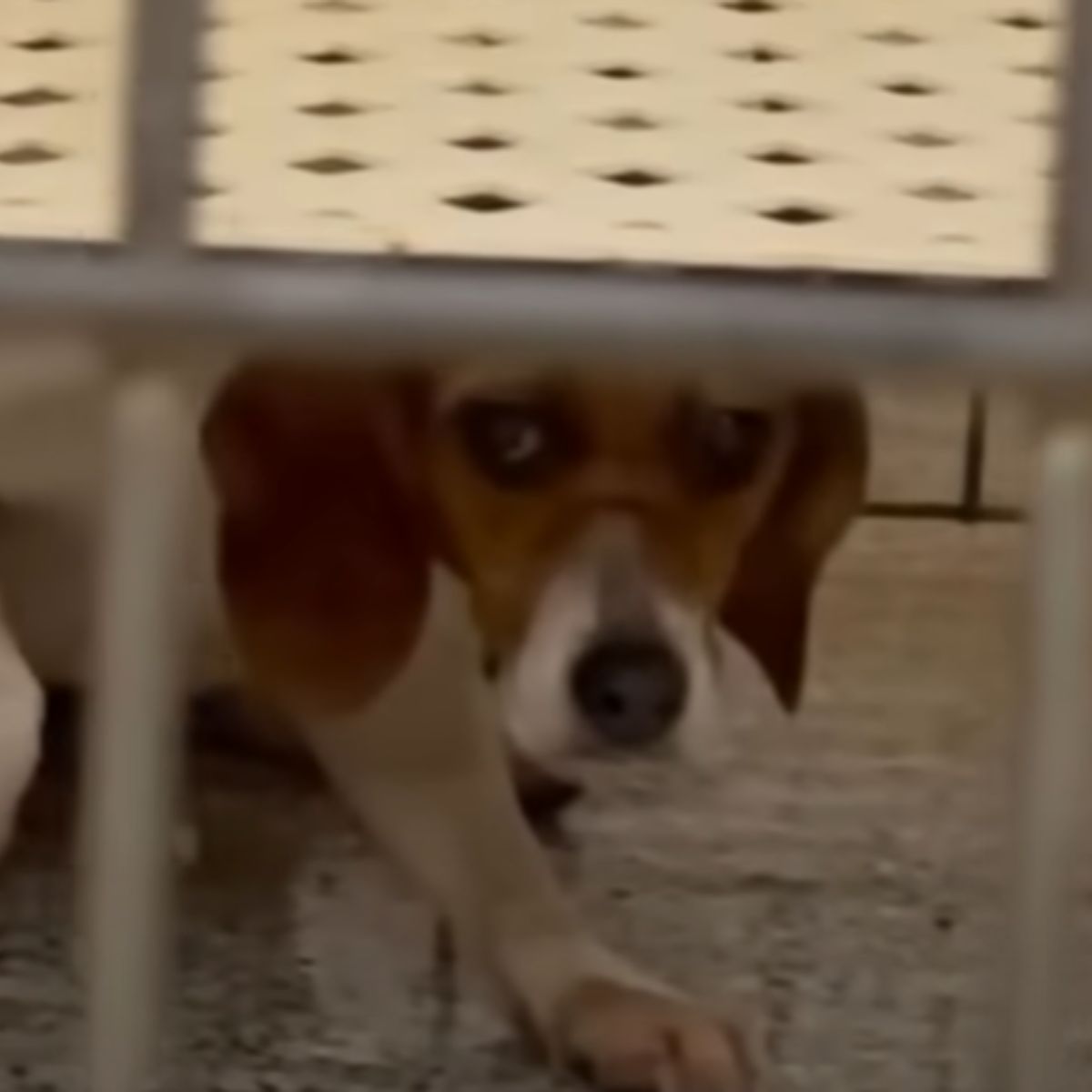 very beautiful dog