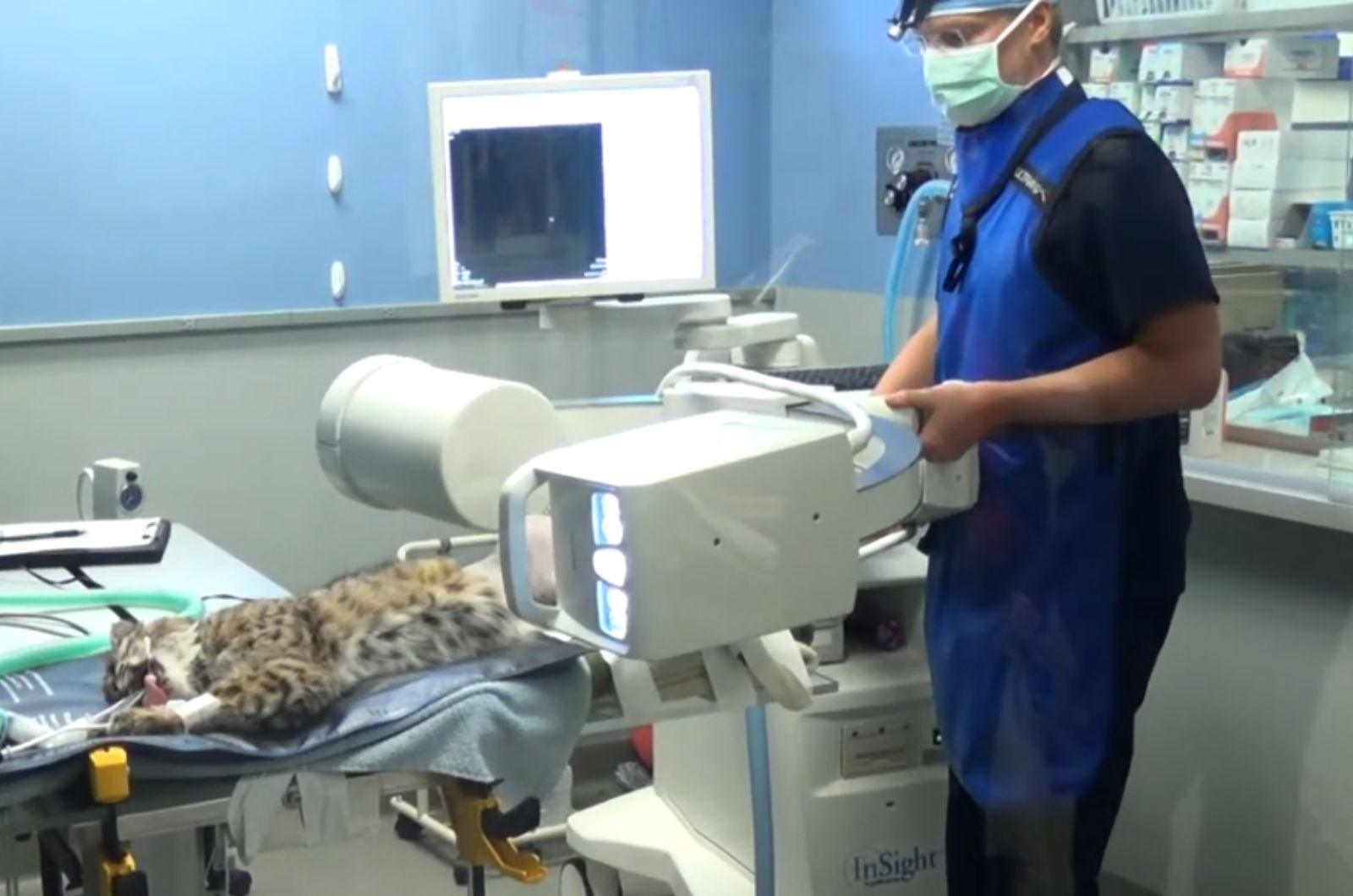 vet examining a bobcat