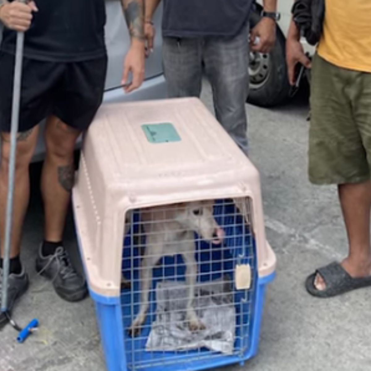 white dog in crate