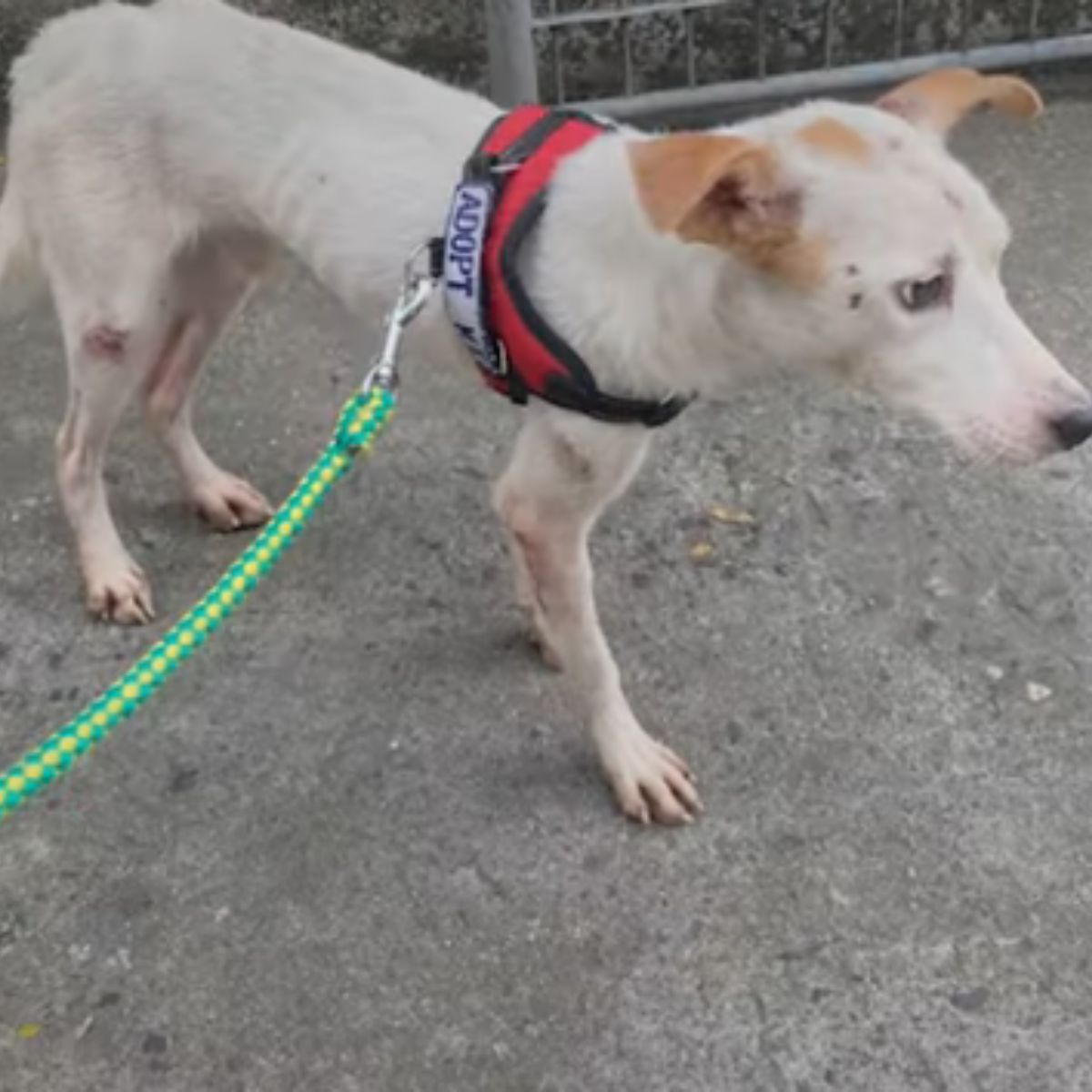 white dog on leash