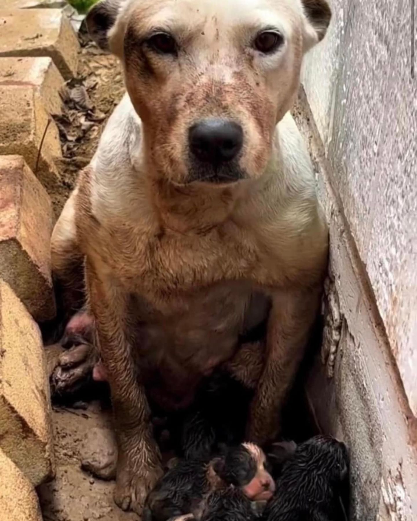 white mother dog and puppies