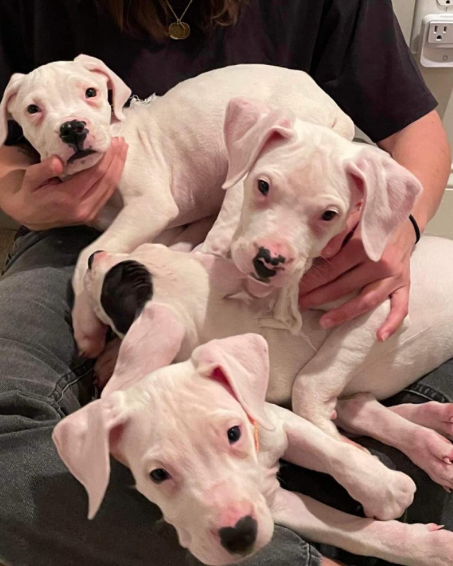 white puppies and owner