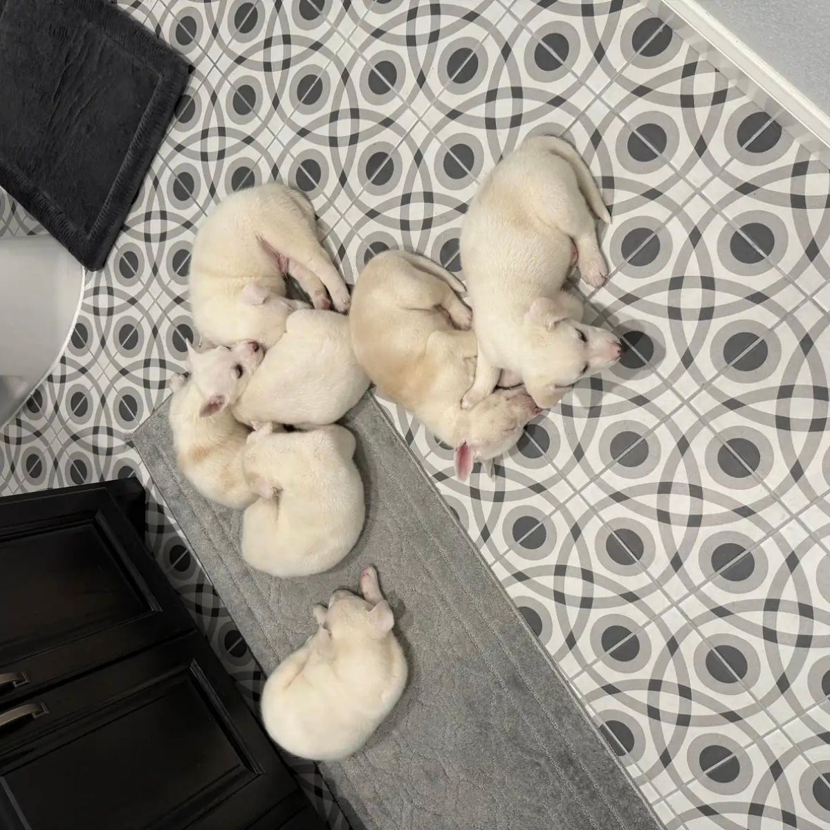 white puppies laying on the ground