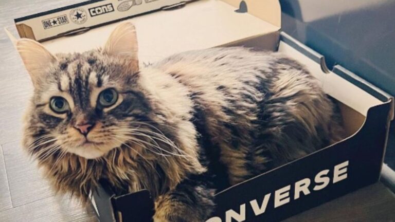 Georgia Woman Travels All The Way To Alabama For A Shelter Cat Who Now Won’t Stop Talking