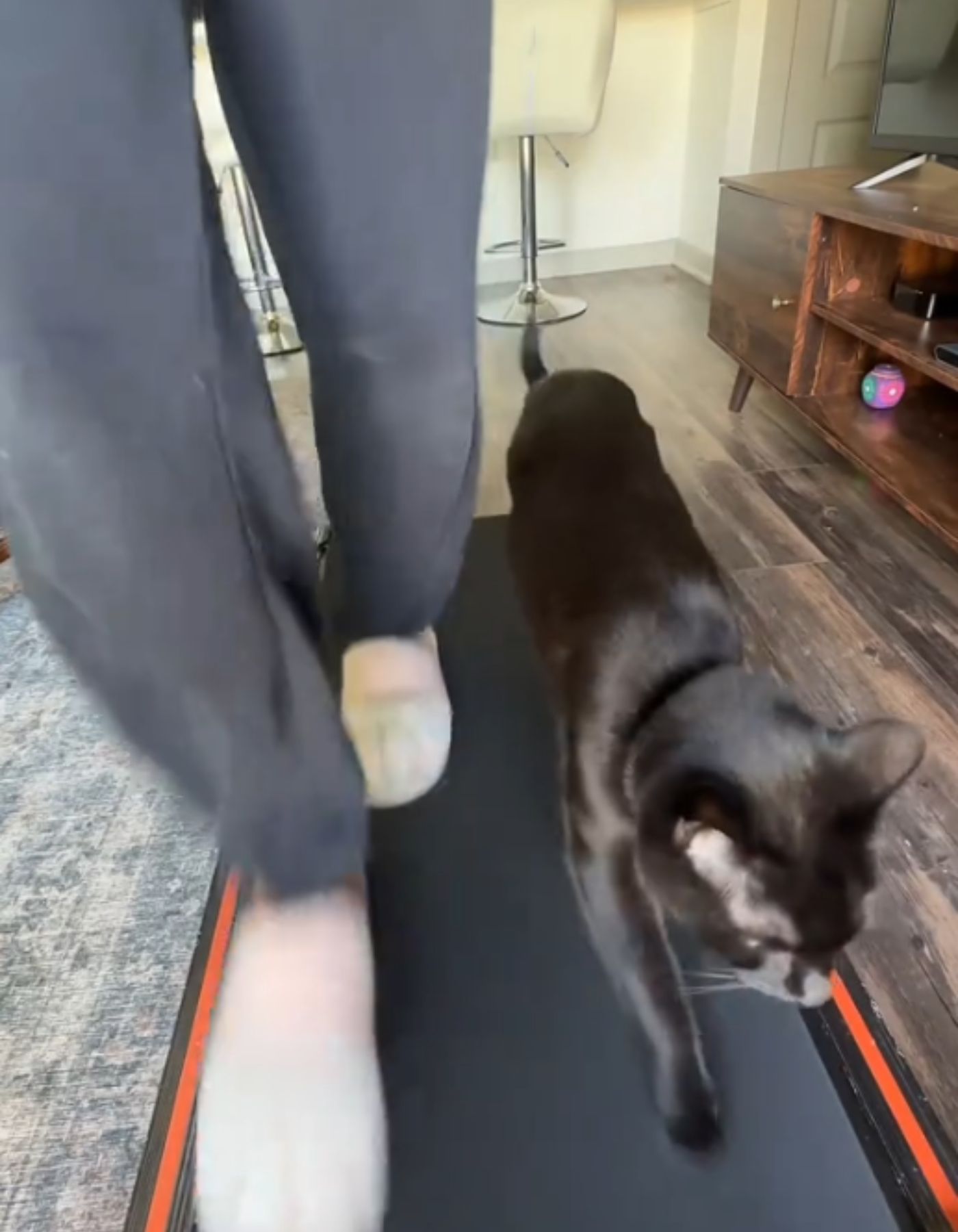 woman and cat on a treadmill