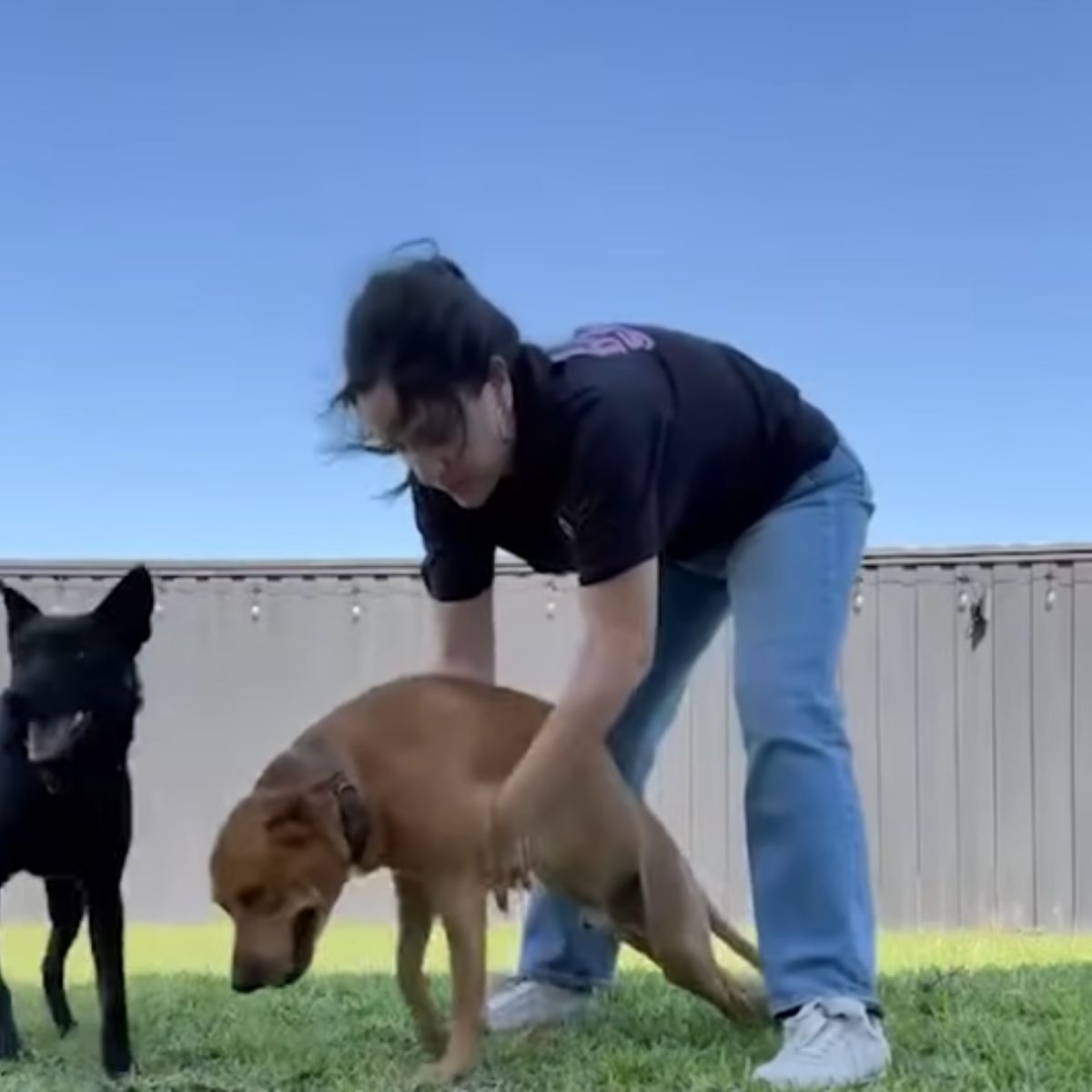 woman and paralyzed dog