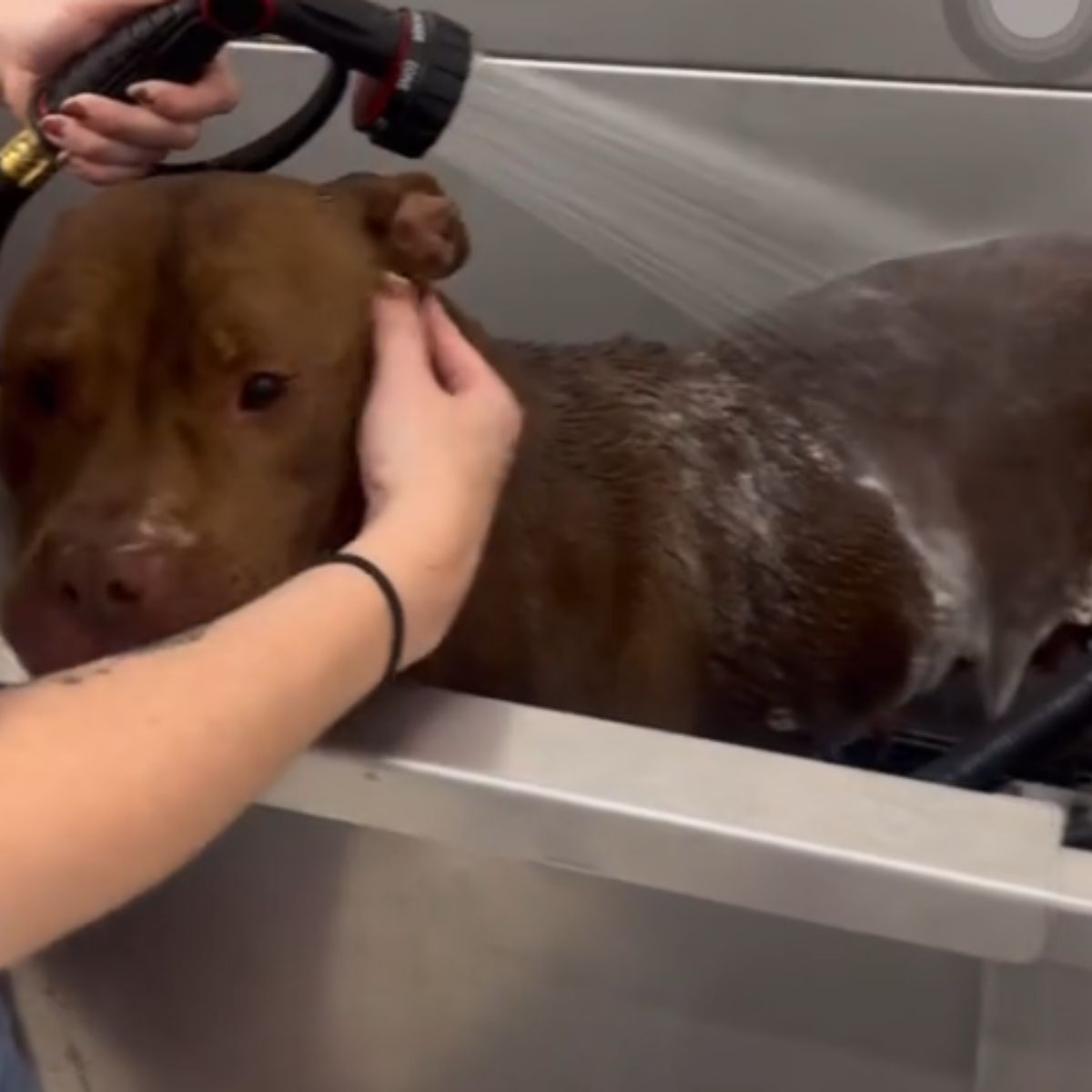 woman bathing a dog
