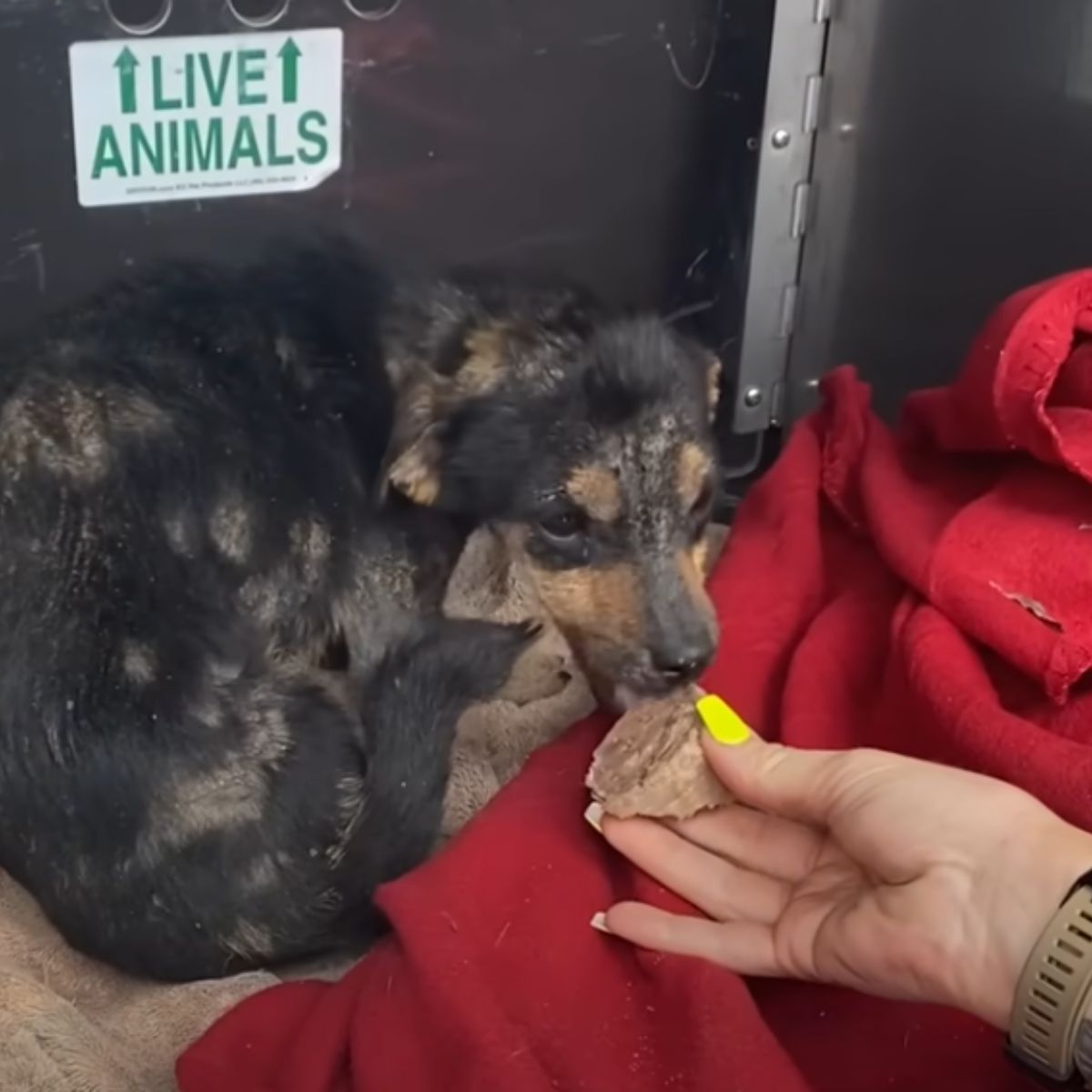 woman feeding a tiny dog