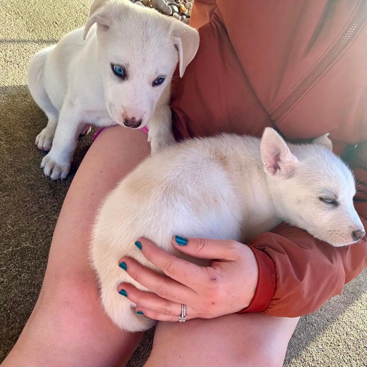 woman holding a two puppies