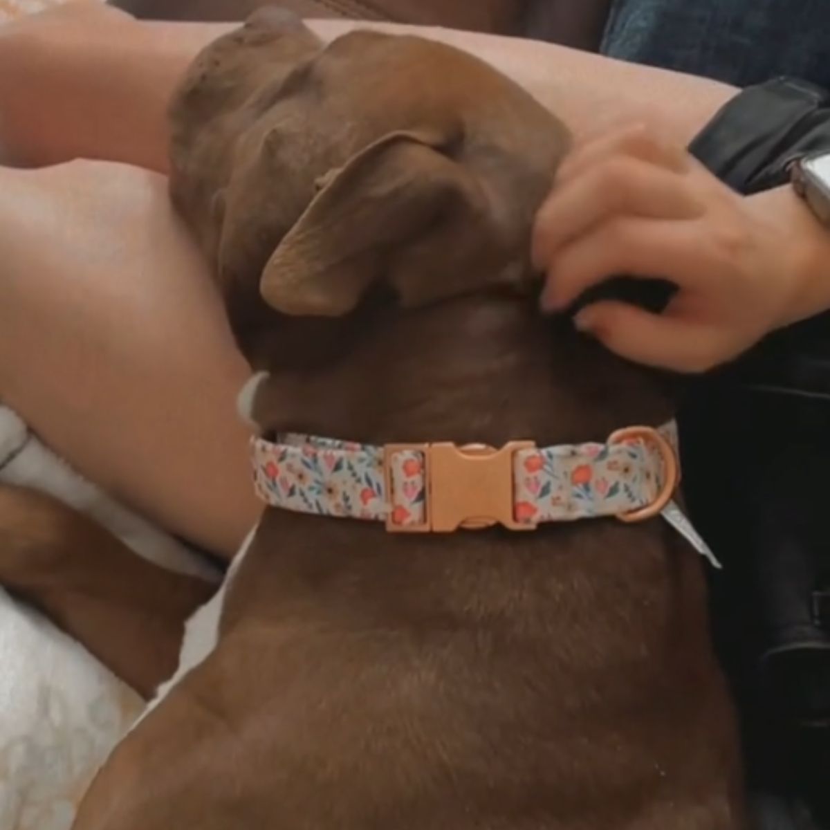 woman petting a brown dog
