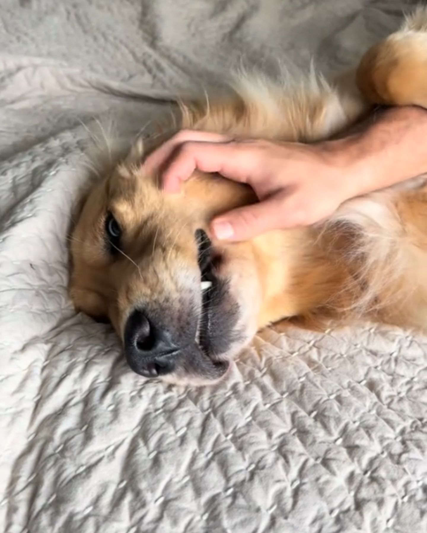 woman petting a dog