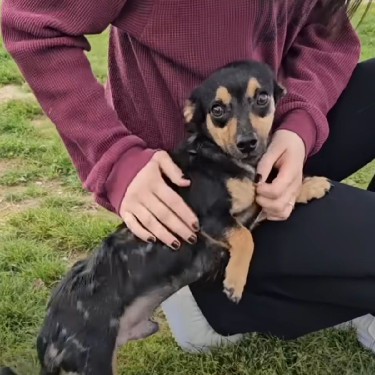 woman playing with sweet dog