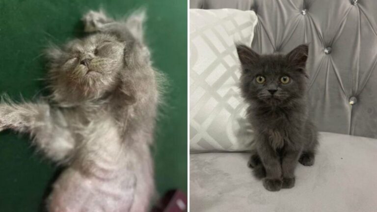 Rare Kitten In Utah Was Given Just Days To Live But Her Transformation Will Leave You Speechless