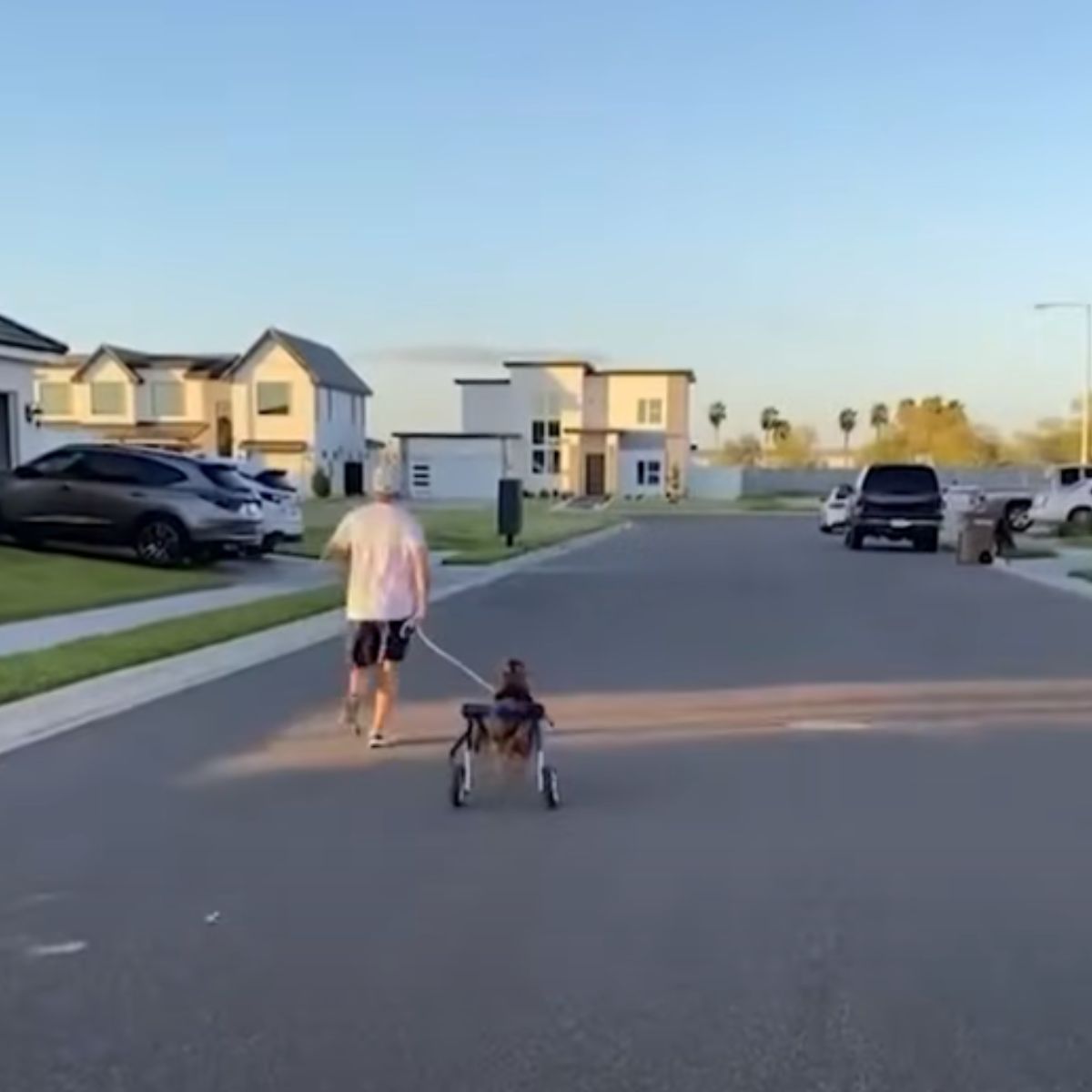 woman walking a paralyzed dog
