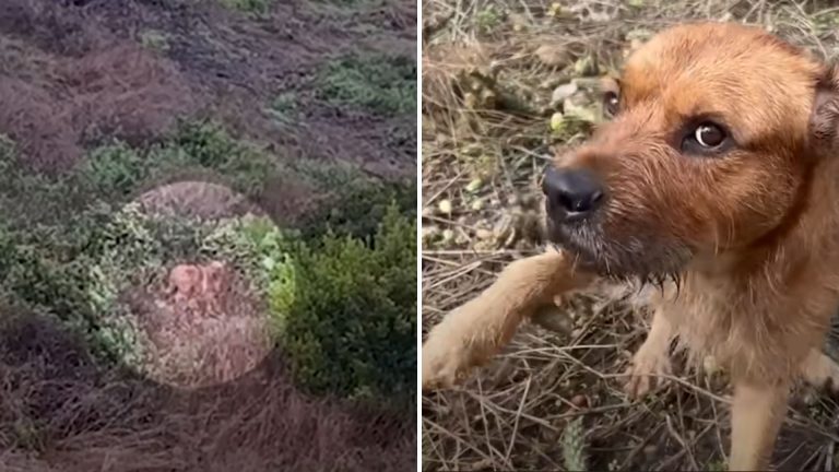 abandoned dog