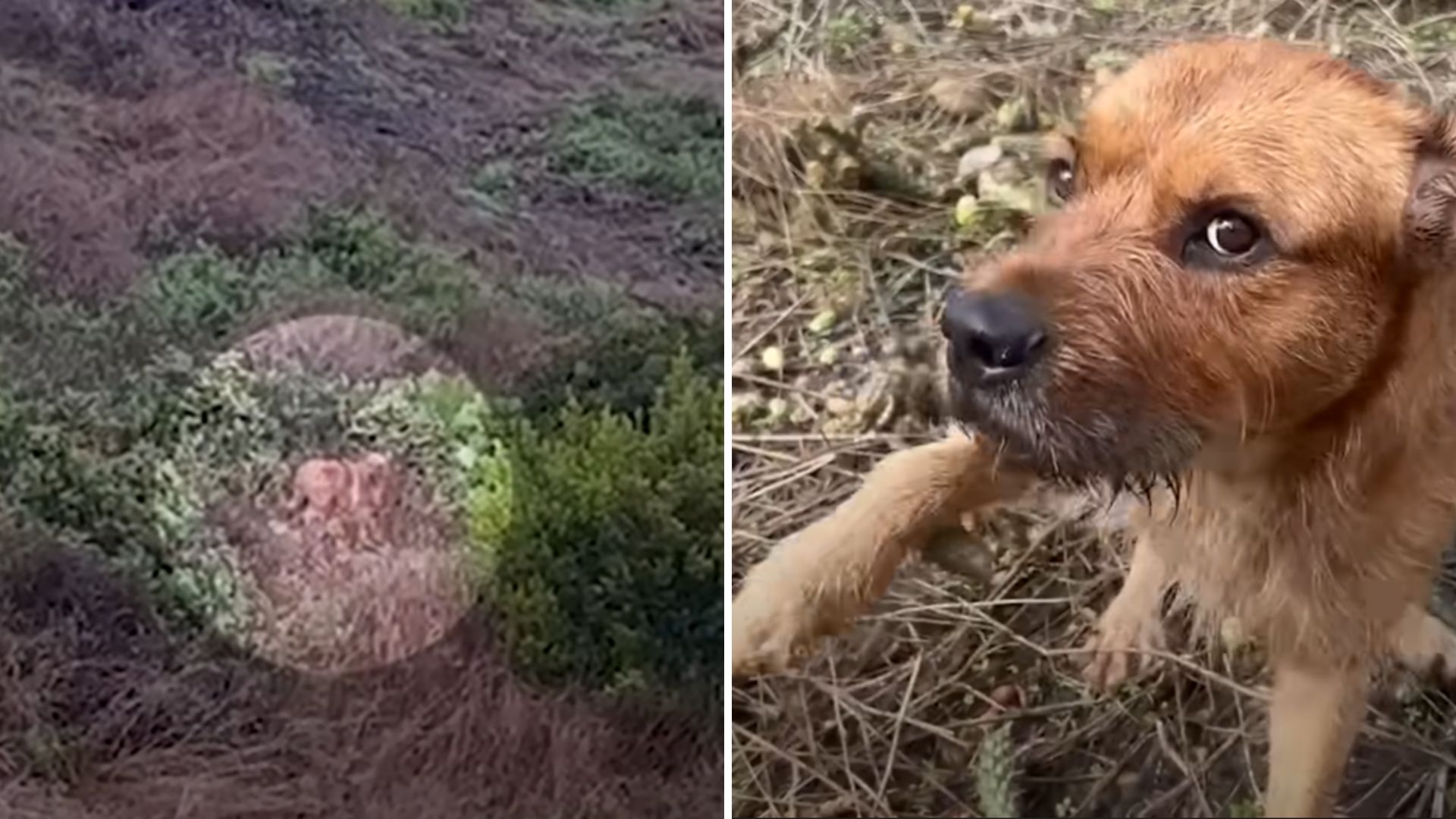 abandoned dog