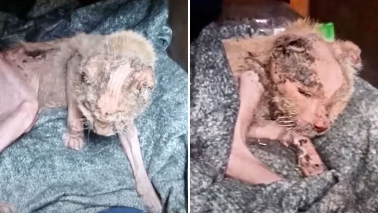 After Years Of Neglect, Michigan Man Heartlessly Throws His Cat Into Trash To Face The End